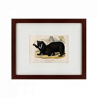 картина: two ursine sloths, or sloth bears, 1830 в Брянске