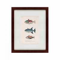 картина: tropical fish, 1830 в Брянске