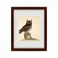 картина: the little owl, 1731 в Брянске