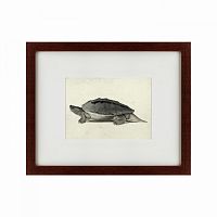 картина: a hand-painted illustration of a burmese roofed turtle, 1873 в Брянске