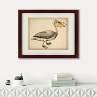 картина: a european pelican, 1635г. в Брянске