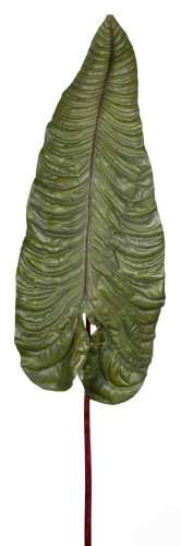 декор alocasia в Брянске
