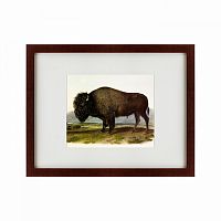 картина: american bison, 1845 в Брянске