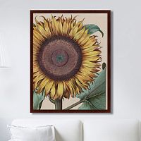 картина: large sunflower (flos solis maior), 1713г. в Брянске