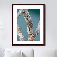 картина: trees on the galapagos islands, ecuador no3 в Брянске