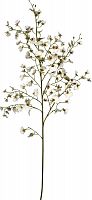 декор oncidium orchid в Брянске