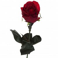 роза бордовая 48 см (36) в Брянске