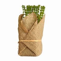 растение декоративное potted herb polini в Брянске