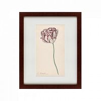 картина: tulp №2, 1815 в Брянске