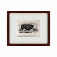 картина: a hereford bull, 1849 в Брянске