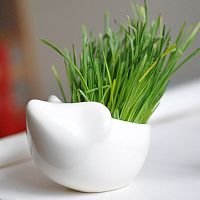 набор для выращивания eco ёжик в Брянске