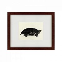 картина: an arakan forest turtle, 1873 в Брянске