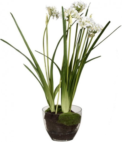декор allium в Брянске