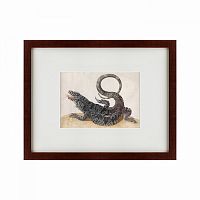 картина: black tegu lizard, 1700 в Брянске
