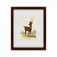 картина: a rusa deer, 1830 в Брянске
