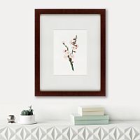 картина: apricot flower (prunus armeniaca), 1832 в Брянске