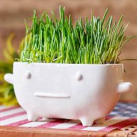 набор для выращивания eco буль в Брянске