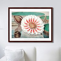 картина: a gigantic water lily in bloom, 1870г. в Брянске