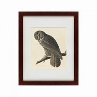 картина: great gray owl, 1834 в Брянске