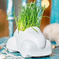 набор для выращивания eco машина в Брянске