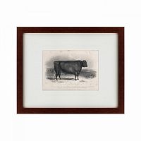 картина: a devon bull, 1849 в Брянске