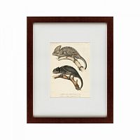 картина: des reptiles, 1705 в Брянске