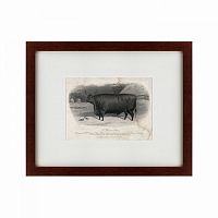 картина: a devon steer, 1869 в Брянске
