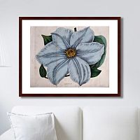 картина: exotic plants of the world №13, 1815г. в Брянске