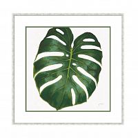 постер monstera зеленый в Брянске