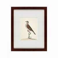 картина: the brown bird в Брянске