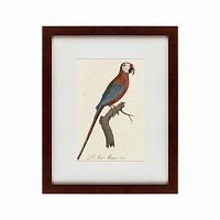 картина: ara macao (scarlet macaw), 1801 в Брянске