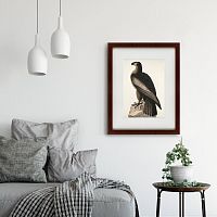 картина: great american sea eagle, 1837 в Брянске
