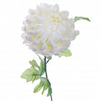 хризантема белая 63 см (24) в Брянске