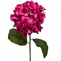гортензия алая 85 см (12) в Брянске