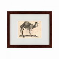 картина: arabian camel, 1809 в Брянске