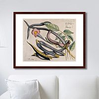 картина: exotic plants of the world №12, 1815г. в Брянске