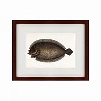 картина: sole fish, 1722 в Брянске