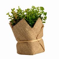 растение декоративное potted herb kolina в Брянске