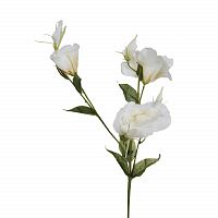 лизиантус белый 78 см (36) в Брянске