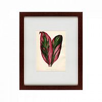 картина: botanical leaf dracaena, 1870 в Брянске