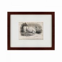 картина: a short horned bull, 1849 в Брянске