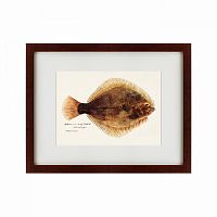 картина: southern pacific fish illustration, 1850 в Брянске