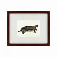 картина: a hand-painted illustration of an arakan forest turtle, 1872 в Брянске