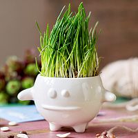 набор для выращивания eco кру в Брянске