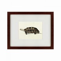 картина: a hand-painted illustration of an elongated tortoise, 1873 в Брянске