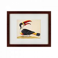 картина: white-throated toucan, 1716 в Брянске