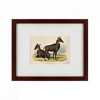 картина: two nilgais, 1830 в Брянске