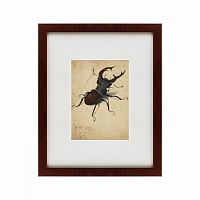 картина: stag beetle, 1505 в Брянске