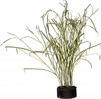 декор reeds and leaves в Брянске