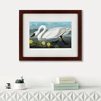 картина: common american swan, 1838 в Брянске